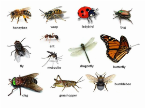 insects-poster-2hqwdnw